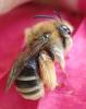 Eucera sp.